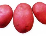Latarnia Ziemniaczana