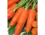 Marchew MO