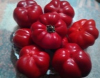 Papryka Novogogoshary