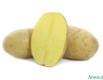 Passoly ziemniaczana