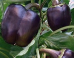 Papryka Fioletowy Dzwon