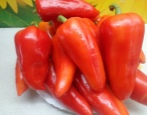 Papryka Venti