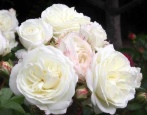 Alabaster różany