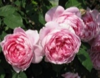 Róża Alan Titchmarsh