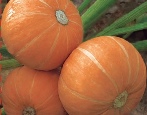 Amazonka dyniowa