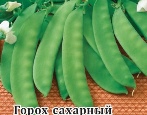 Groch Ambrozja