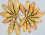Bananowa cebula olbrzymia