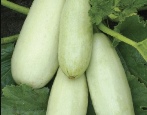 Cukinia Belogor