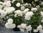 Rose Blank Meyandecor