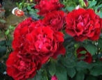 Róża Dame de Coeur