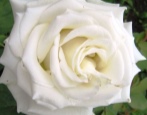 Rosa Dolomiti (Interplant 2003)