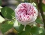 Róża Jardine