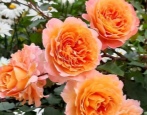 Artysta Rose Jeff L