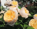 Róża Jane Austen