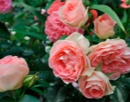 Zestaw Rose Jet