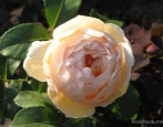 Rose Jude Ze Obscur
