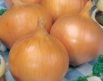 Rolnik cebuli
