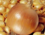 Cebula Herkules