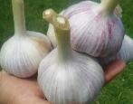 Guliwer Czosnkowy
