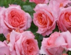 Instytut Rose Lumiere