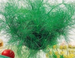 Koper Kibray
