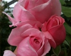 Rose Pocałuj Mee Keith