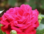 Rose Cordes Diament