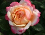 Jubileusz Rosy Cordes