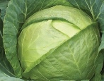 Kapusta Megatona