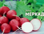 Mercado rzodkiewki