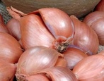 Cebula klasztorna