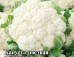 Kalafior Movir 74