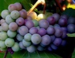 Winogrona Pinot Gris