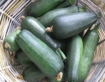 Cukinia Skvorushka