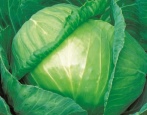Kapusta Tobia