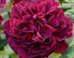 Rose William Szekspir
