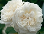 Katedra Rose Winchester