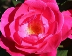 Parki Rose Winnipeg