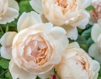 Rose Vollerton Old Hall