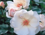Róża Jacqueline du Pré