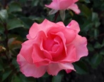 Róża Jardine de France