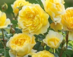 Żona poety Rose