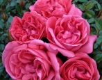 Róża La Rose de Molinard