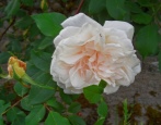 Rose Madame Alfred Kariera