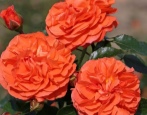 Różana Oranżeria