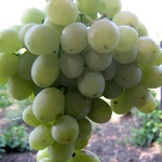 Winogrona Agadai