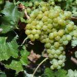 Winogrona Ayren