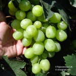 Winogrona Aisar