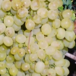 Winogrona Aleshenkin