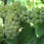 Winogrona Aligote